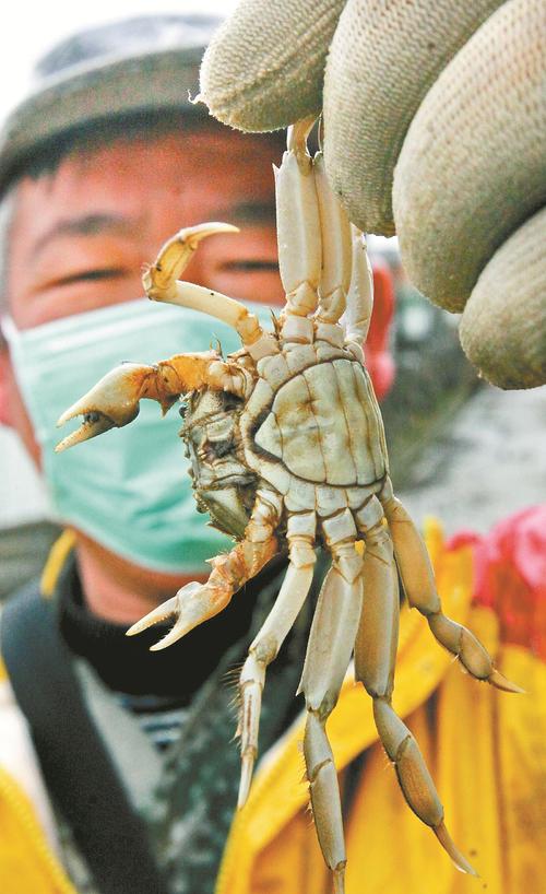 观察小螃蟹
