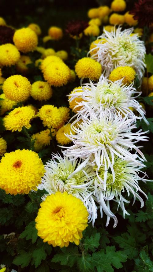 菊花