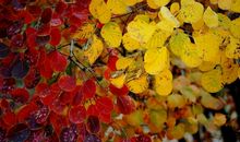 红树叶和黄树叶