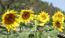 这个老师真明媚