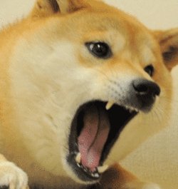 山羊年说狼