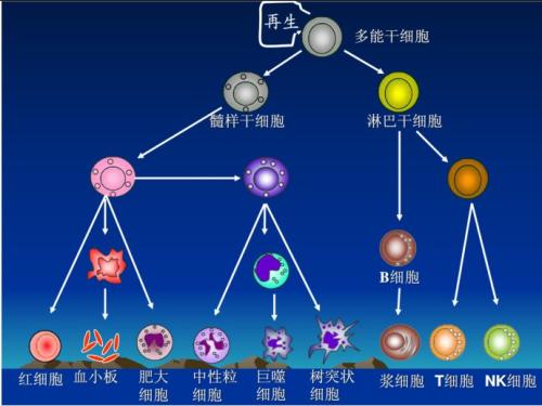 社会“细胞”