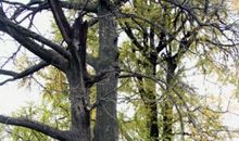 院子里的银杏树