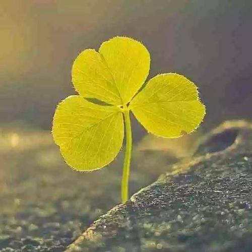 柔和的涟漪感动了我的爱人