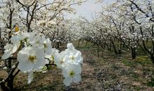 故乡梨花开