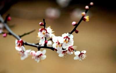 梅花精神