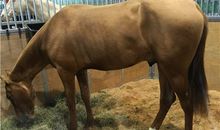 我心中的汗血马