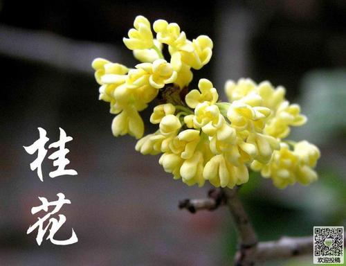 桂花开了400字