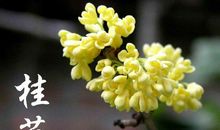 桂花开了作文400字