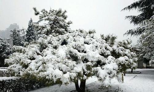 期待已久的雪