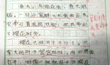 樱花作文400字