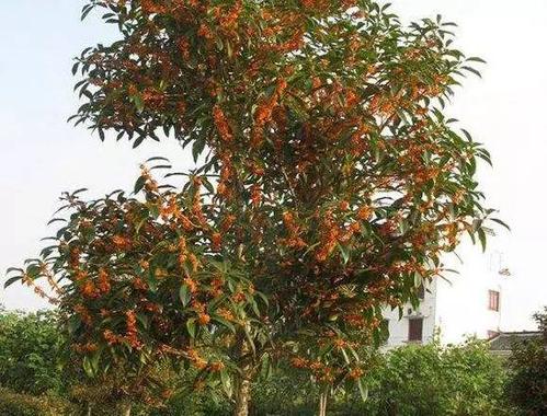 桂花树在家