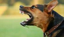 “凶猛”的小狗