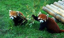 游大连森林动物园