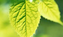 我是一片平凡的树叶