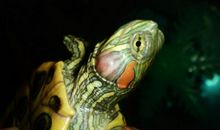 来不及长大的乌龟