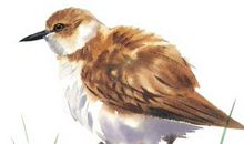 帮小麻雀找妈妈