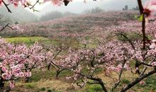 那年桃花飘香
