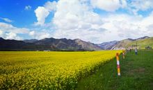 桑科草原的格桑花