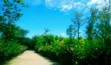 捕捉生活上的美