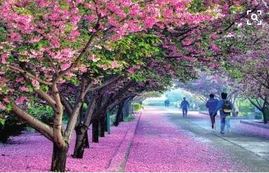 樱花下的爱