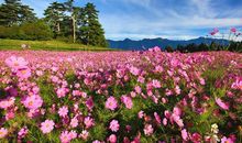 感受一朵花的美好