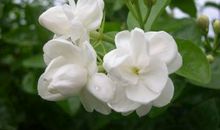 我喜欢的茉莉花