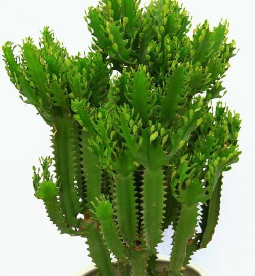 龙骨花
