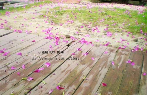 您对梦中的落花知多少