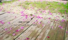 梦里落花知多少