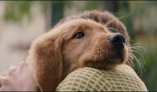 一条狗的使命观后感