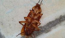 可怕的“小强”