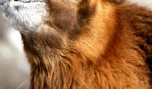 难忘那悲伤的眼神