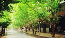 人生就像梧桐树