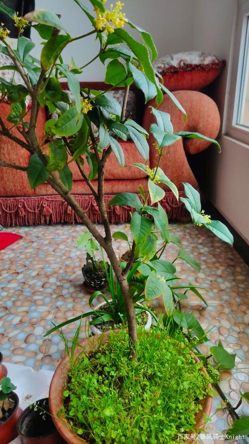 窗外的桂花树