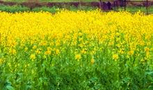 田园风光无限好