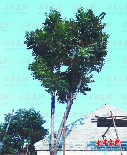 院子里的香椿树