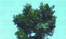 院里那棵香椿树