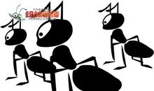 蚂蚁带来的启示