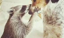 勤劳的浣熊妈妈