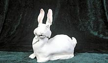 兔子救梅花鹿作文