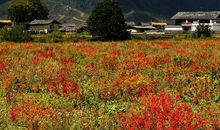 如诗如画的春天