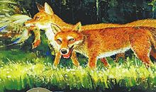 再被狐狸骗一次读后感