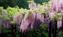 别了，紫藤古树