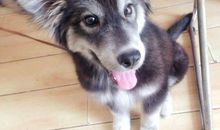 我发现了小狗的秘密