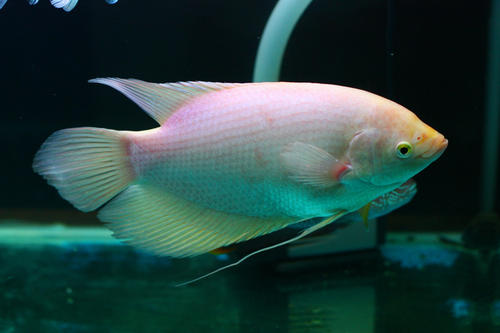 我的小水族馆