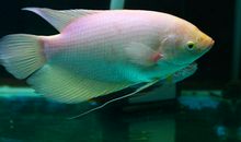 我的小小水族箱