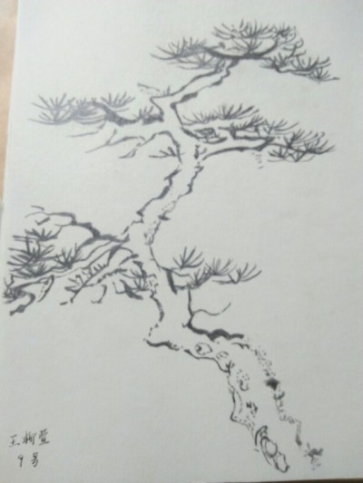 松柏常绿