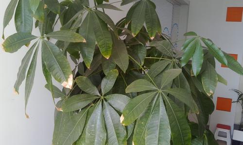 我的财富树