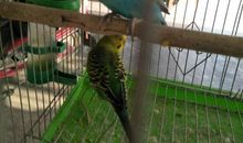 我家的小鹦鹉